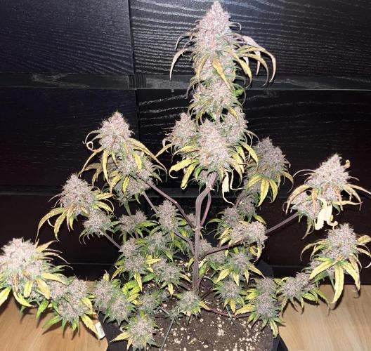 Erster Grow. Week 12