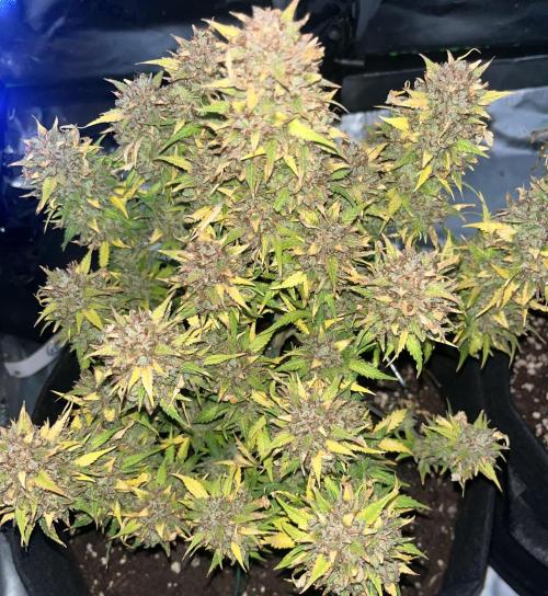Erster Grow. Week 15