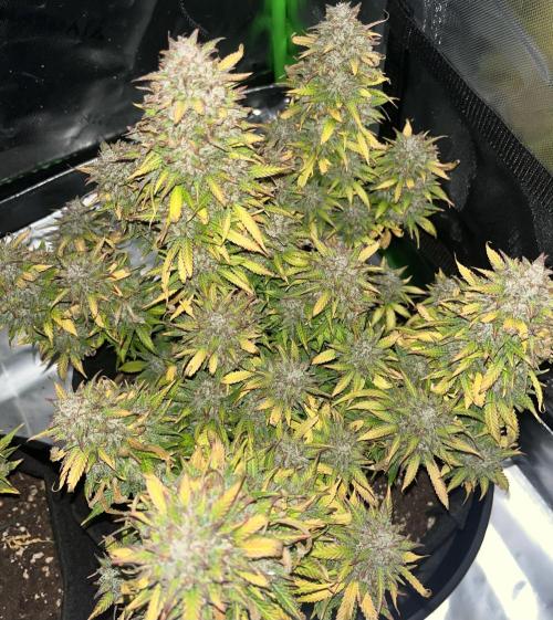 Erster Grow. Week 15