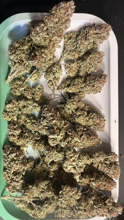 Erster Grow. Week 15