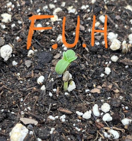 Drizl Pickl, FishyZoap, F.U.H Automatics. Week 0 - F*cked Up Hippy