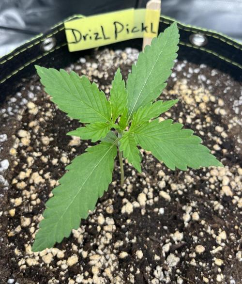 Drizl Pickl, FishyZoap, F.U.H Automatics. Week 1