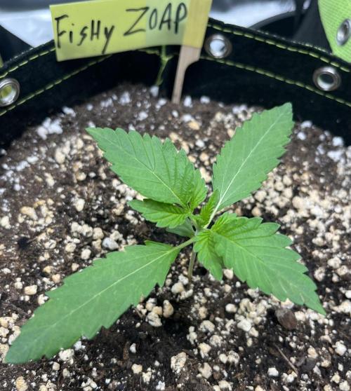 Drizl Pickl, FishyZoap, F.U.H Automatics. Week 1