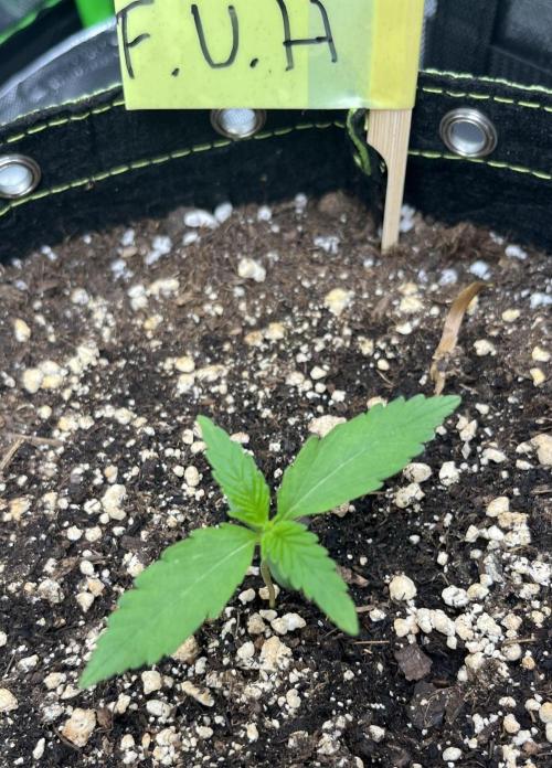 Drizl Pickl, FishyZoap, F.U.H Automatics. Week 1