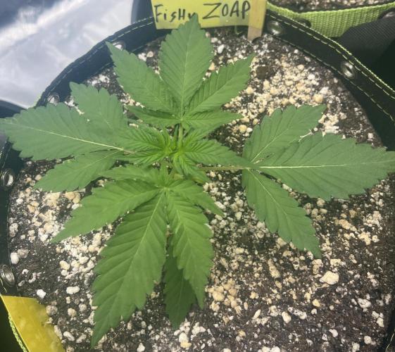 Drizl Pickl, FishyZoap, F.U.H Automatics. Week 2 - FZ