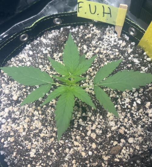 Drizl Pickl, FishyZoap, F.U.H Automatics. Week 2 - FUH