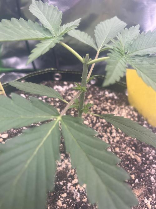 Drizl Pickl, FishyZoap, F.U.H Automatics. Week 2 - Drizl Pickl