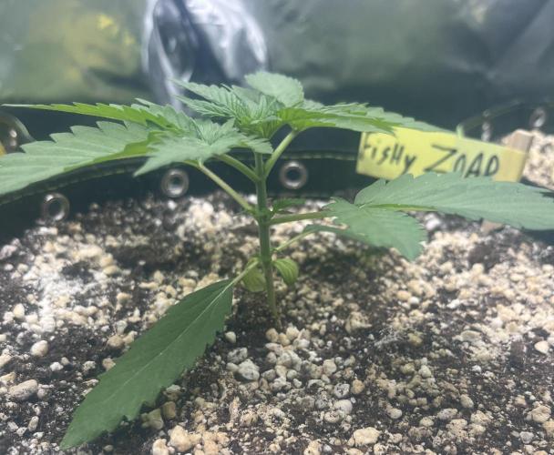 Drizl Pickl, FishyZoap, F.U.H Automatics. Week 2 - FZ