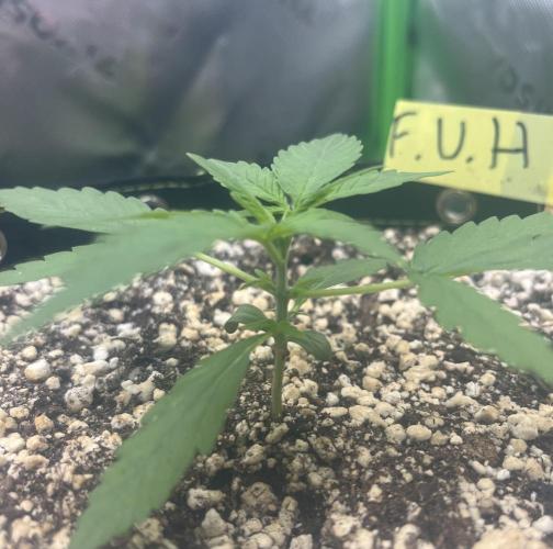 Drizl Pickl, FishyZoap, F.U.H Automatics. Week 2 - FUH