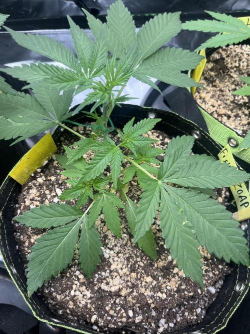 Drizl Pickl, FishyZoap, F.U.H Automatics. Week 3 - FZoap