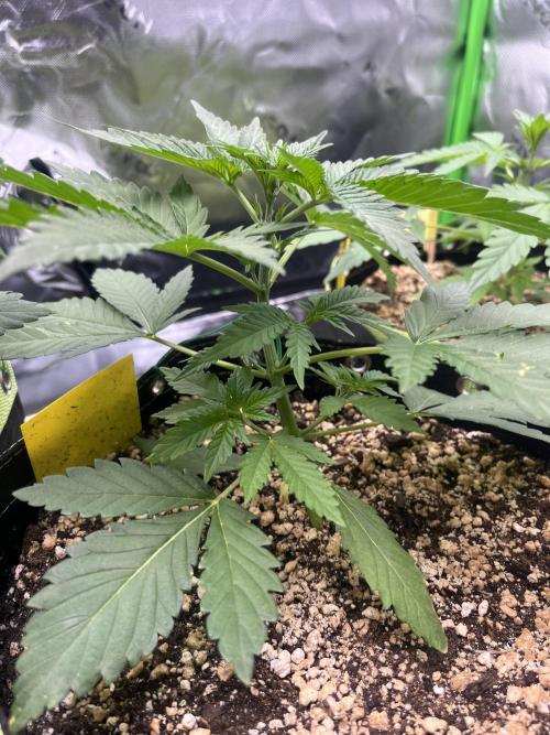 Drizl Pickl, FishyZoap, F.U.H Automatics. Week 3 - FZoap