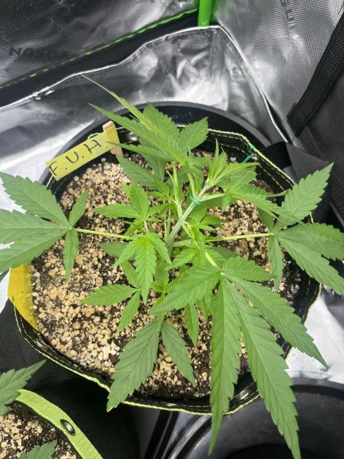 Drizl Pickl, FishyZoap, F.U.H Automatics. Week 3 - FUH