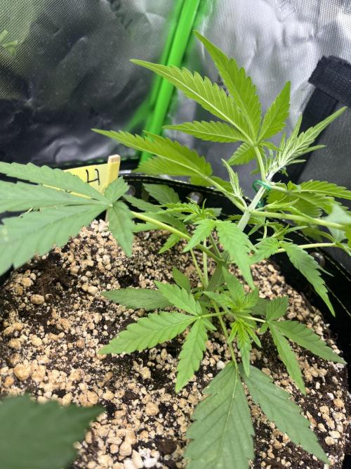 Drizl Pickl, FishyZoap, F.U.H Automatics. Week 3 - FUH