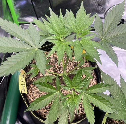 Drizl Pickl, FishyZoap, F.U.H Automatics. Week 3 - Drizl Pickl 7 Tage nach dem Toppen 