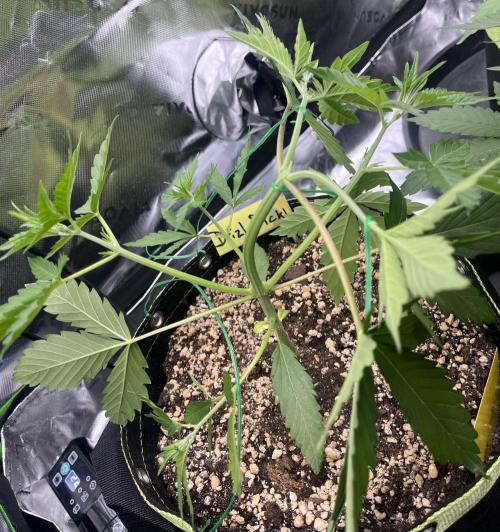 Drizl Pickl, FishyZoap, F.U.H Automatics. Week 3 - Drizl Pickl 7 Tage nach dem Toppen