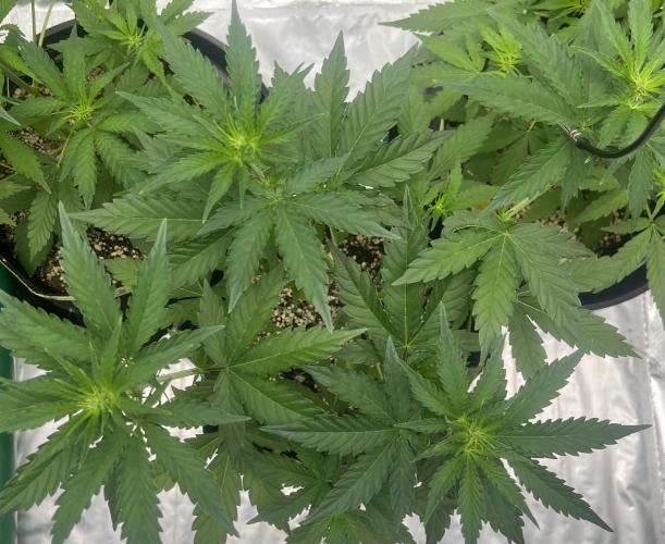 Drizl Pickl, FishyZoap, F.U.H Automatics. Week 4 - Drizl Pickl