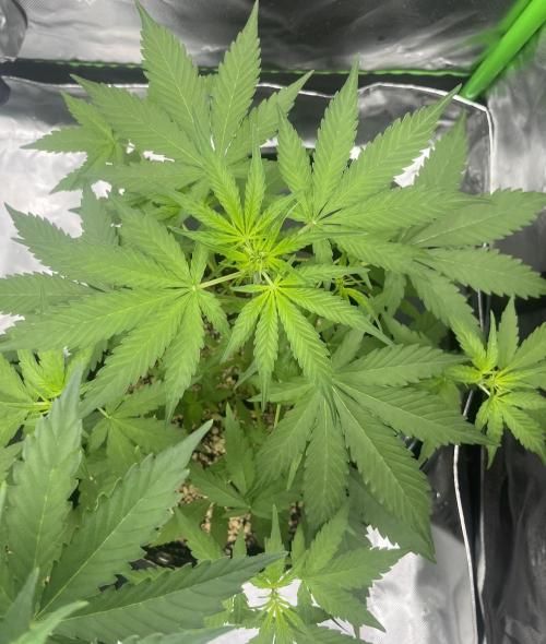 Drizl Pickl, FishyZoap, F.U.H Automatics. Week 4 - FuH