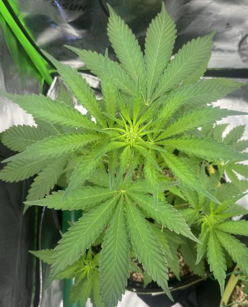 Drizl Pickl, FishyZoap, F.U.H Automatics. Week 4 - Fishy Zoap