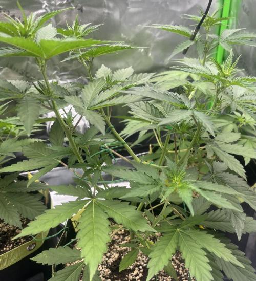 Drizl Pickl, FishyZoap, F.U.H Automatics. Week 4 - Drizl Pickl