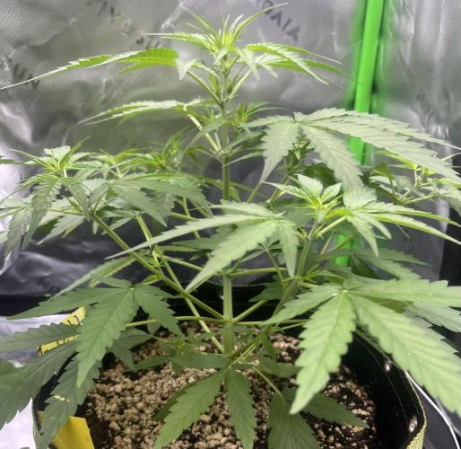 Drizl Pickl, FishyZoap, F.U.H Automatics. Week 4 - FuH