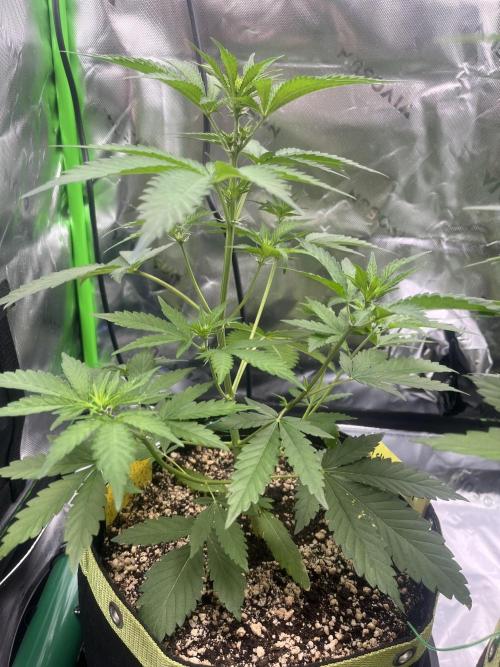 Drizl Pickl, FishyZoap, F.U.H Automatics. Week 4 - Fishy Zoap