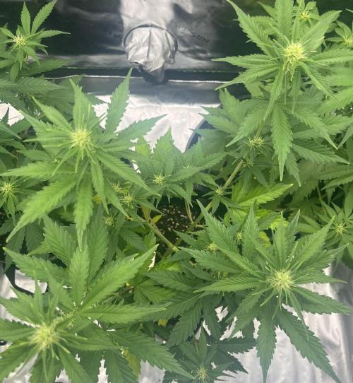 Drizl Pickl, FishyZoap, F.U.H Automatics. Week 5 - Drizl Pickl
