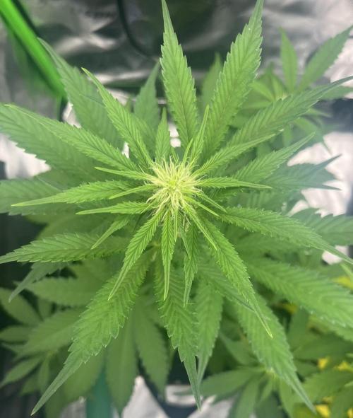 Drizl Pickl, FishyZoap, F.U.H Automatics. Week 5 - Fishy Zoap