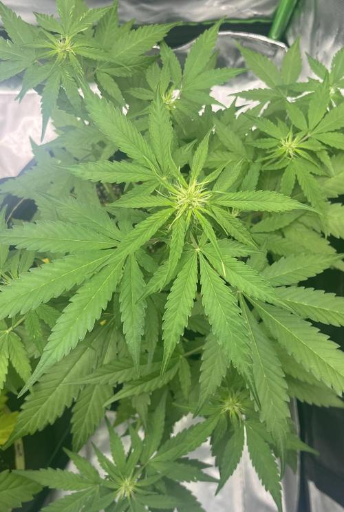 Drizl Pickl, FishyZoap, F.U.H Automatics. Week 5 - F*cked Up Hippy