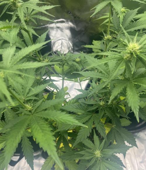 Drizl Pickl, FishyZoap, F.U.H Automatics. Week 5 - Drizl Pickl