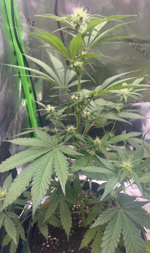 Drizl Pickl, FishyZoap, F.U.H Automatics. Week 5 - FishyZoap