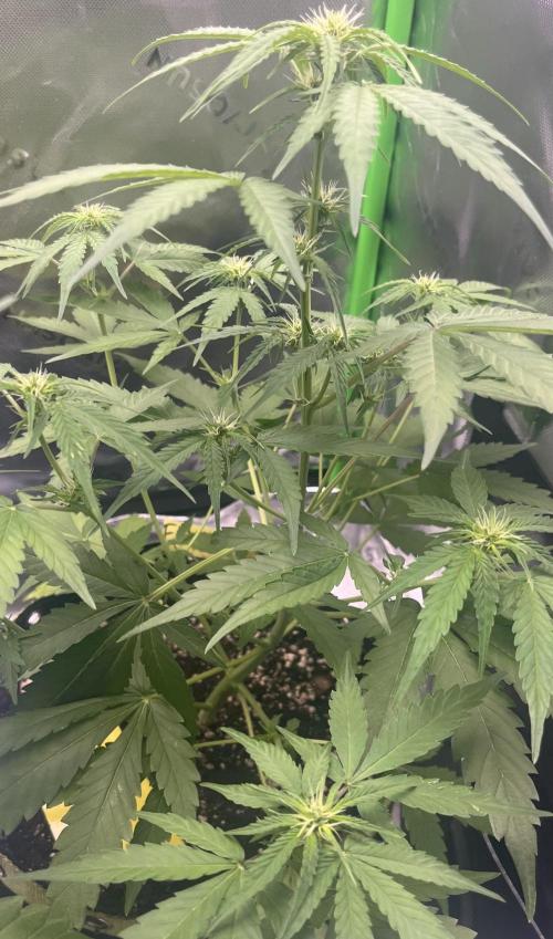 Drizl Pickl, FishyZoap, F.U.H Automatics. Week 5 - F*cked Up Hippy
