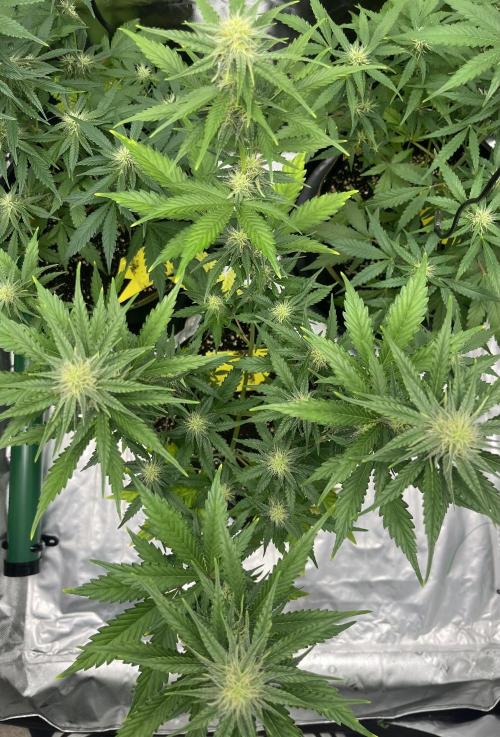 Drizl Pickl, FishyZoap, F.U.H Automatics. Week 6 - Drizl Pickl