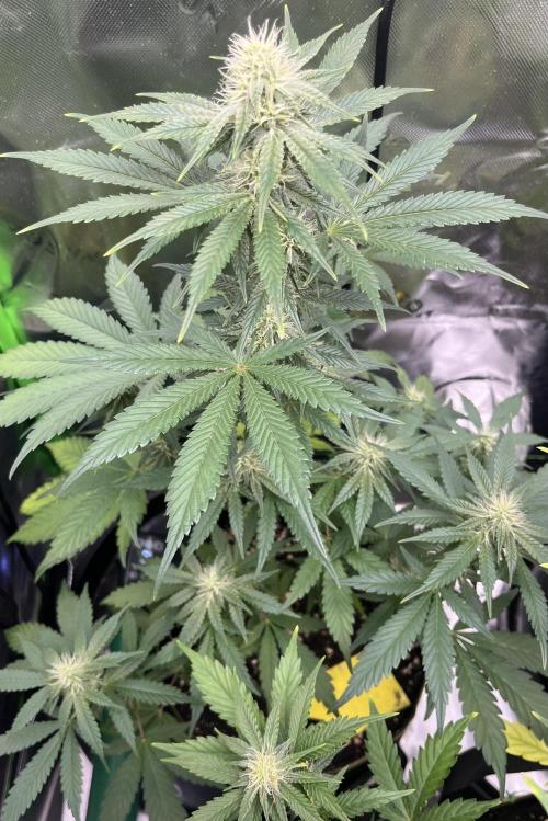 Drizl Pickl, FishyZoap, F.U.H Automatics. Week 6 - Fishy Zoap