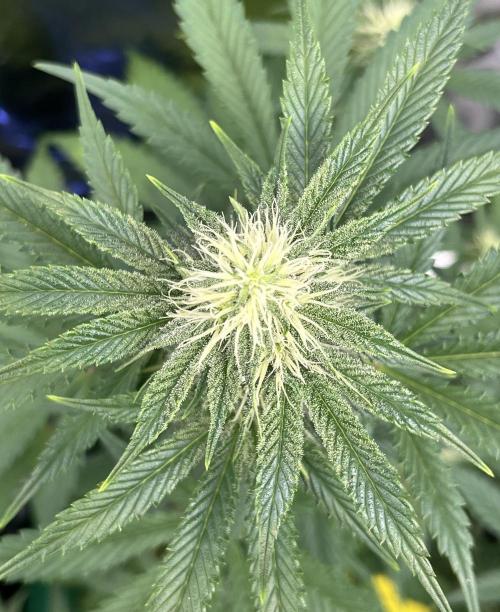 Drizl Pickl, FishyZoap, F.U.H Automatics. Week 6 - Fishy Zoap