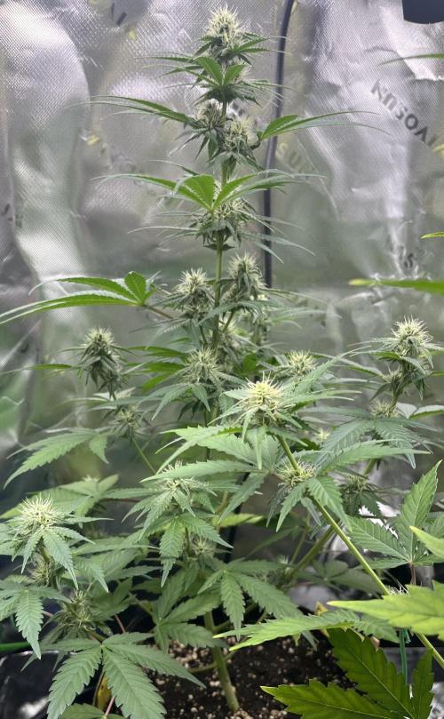 Drizl Pickl, FishyZoap, F.U.H Automatics. Week 6 - Fishy Zoap