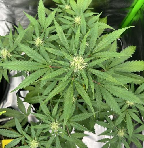 Drizl Pickl, FishyZoap, F.U.H Automatics. Week 6 - Fcked Up Hippy