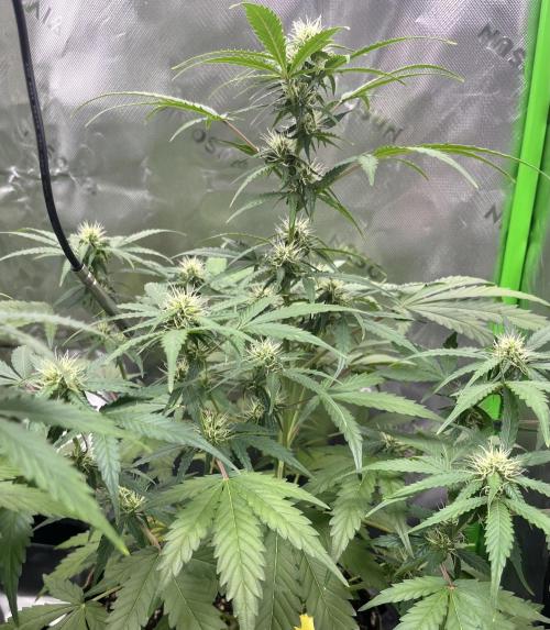Drizl Pickl, FishyZoap, F.U.H Automatics. Week 6 - Fcked Up Hippy