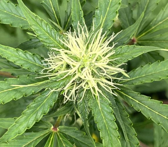 Drizl Pickl, FishyZoap, F.U.H Automatics. Week 6 - Fcked Up Hippy