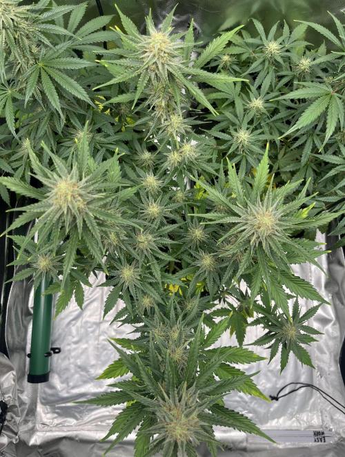 Drizl Pickl, FishyZoap, F.U.H Automatics. Week 7 - Drizl Pickl