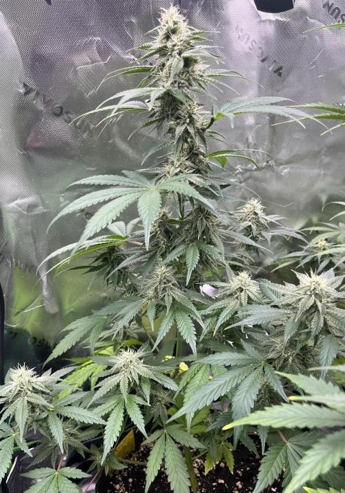 Drizl Pickl, FishyZoap, F.U.H Automatics. Week 7 - Fishy Zoap 