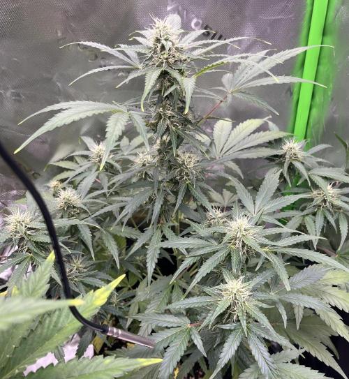 Drizl Pickl, FishyZoap, F.U.H Automatics. Week 7 - Fckd Up Hippy