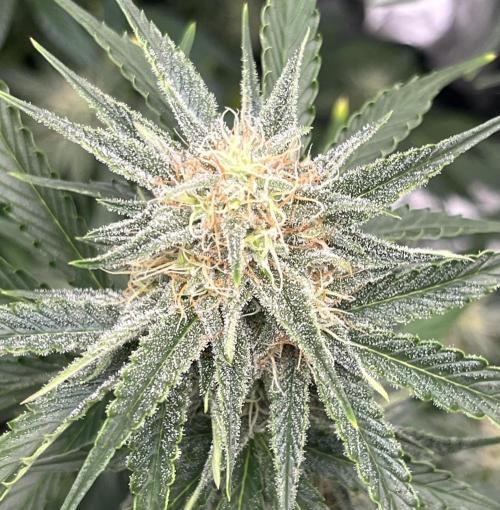 Drizl Pickl, FishyZoap, F.U.H Automatics. Week 7 - Drizl Pickl