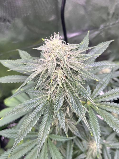 Drizl Pickl, FishyZoap, F.U.H Automatics. Week 7 - Fishy Zoap 