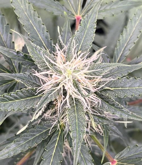 Drizl Pickl, FishyZoap, F.U.H Automatics. Week 7 - Fckd Up Hippy 