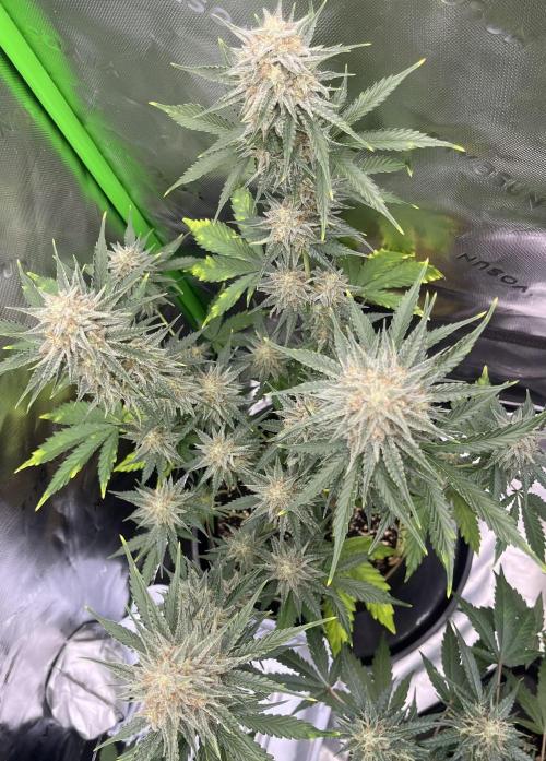 Drizl Pickl, FishyZoap, F.U.H Automatics. Week 8 - Drizl