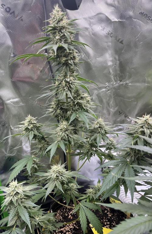 Drizl Pickl, FishyZoap, F.U.H Automatics. Week 8 - FishyZoap