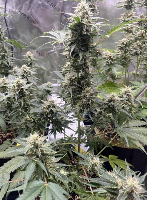 Drizl Pickl, FishyZoap, F.U.H Automatics. Week 8 - FUH