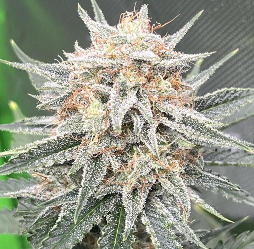 Drizl Pickl, FishyZoap, F.U.H Automatics. Week 8 - Drizl