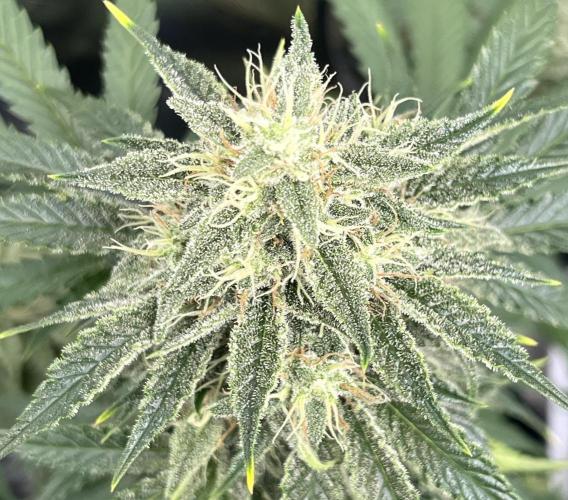 Drizl Pickl, FishyZoap, F.U.H Automatics. Week 8 - FishyZoap