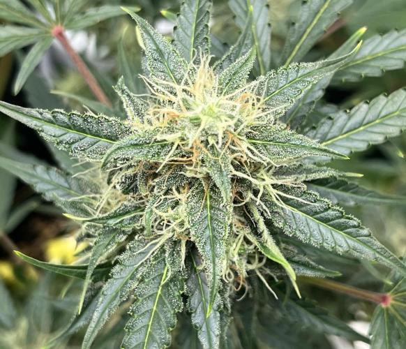 Drizl Pickl, FishyZoap, F.U.H Automatics. Week 8 - FUH